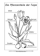 Teile-der-Tulpe-beschriftet-SW.pdf